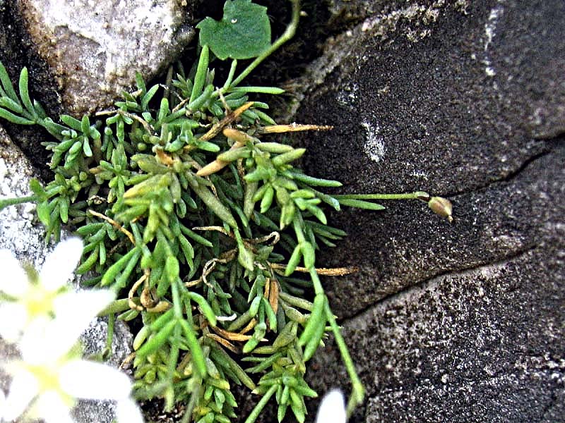 Moehringia glaucovirens / Moehringia verde-glauca